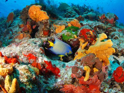 Ruta de snorkel para niños en la Riviera Maya 7 h