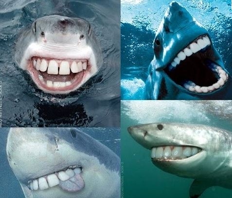 Sonrisa de tiburón