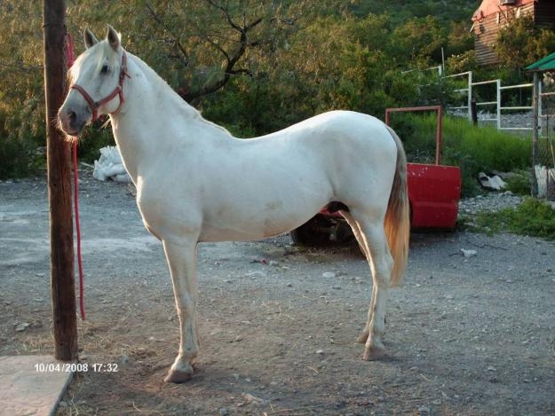Yegua blanca