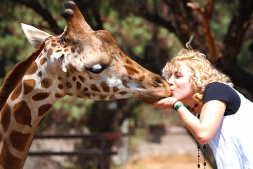 Beso a la jirafa