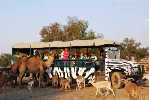 Camión en safari