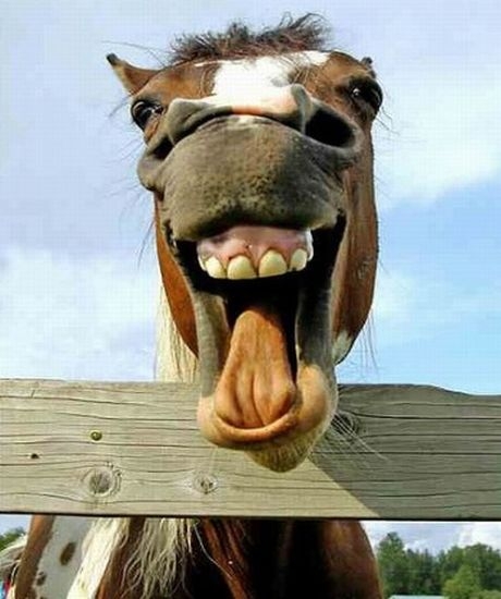 ¡cabalgata graciosa!