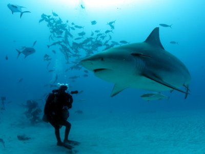 Marina Dive Center Puerto Morelos