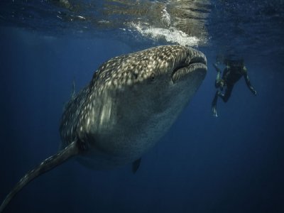 Squalo Divers Nado con Tiburón Ballena