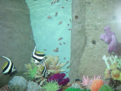 Acuario Mazatlán Acuarios