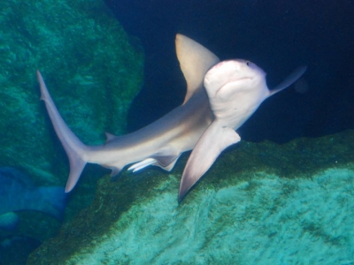 Interactive Aquarium Acuarios