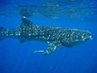 Shark Encounters Mexico 