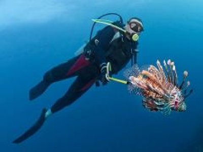 Caza de pez León con 2 tanques de buceo