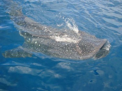 Tour snorkel con Tiburón Ballena en Isla Mujeres