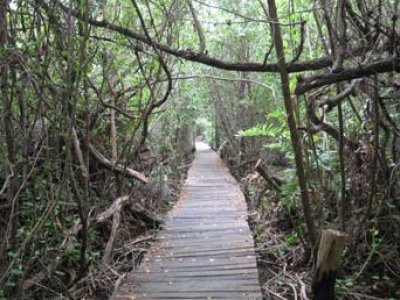 Ecoturismo Yucatán Caminata