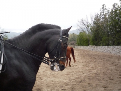 Cabalgamarra por El Escorial, 30 min
