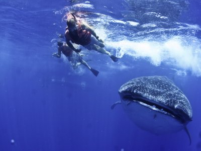 Ocean Tours