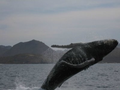 Grauwalbeobachtung in La Paz