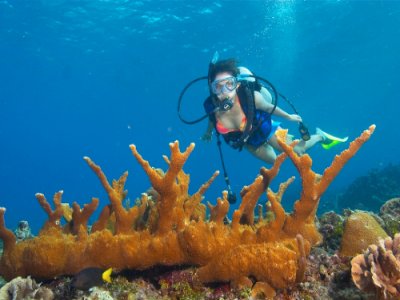 Buceo en arrecifes Mahahual un tanque