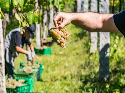 Visita a bodega con camarra de 4 vinos en Rías Baixas