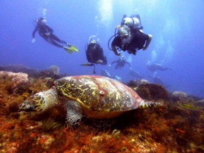 Buceo 2 tanques en Playa del Carmen