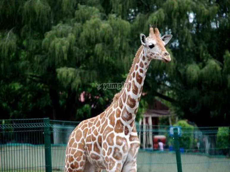 Zoológico de Morelia, precios y reservas 2024