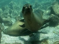  Sea lions 