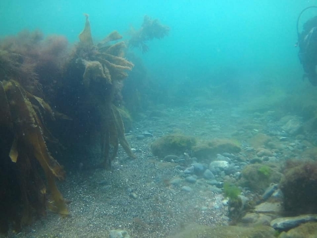  Explorando bajo el mar 