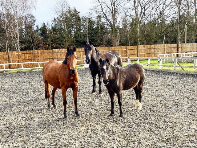 Preciosos caballos 