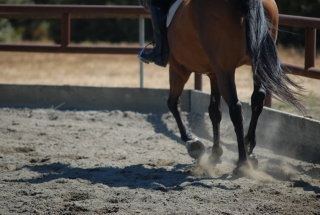 Cliff Hollins Riding School