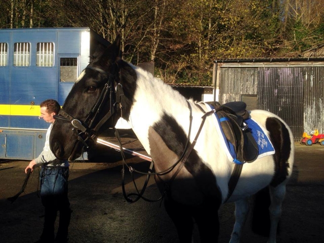  ¡Venga a conocer a nuestros caballos! 