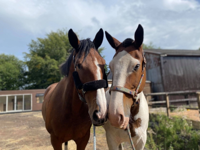  Preciosos caballos 
