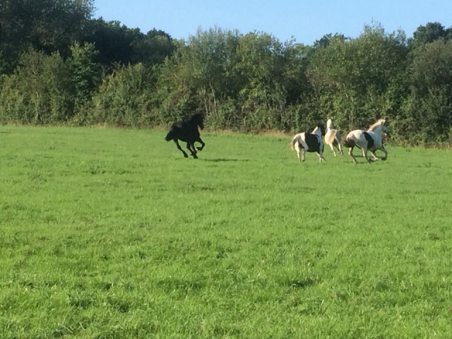  Tenemos los mejores caballos 
