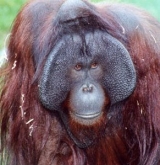  Aquí hay 2 especies de orangután 