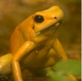 Flecha ranas dardo venenoso 