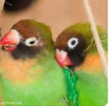  Agapornis de mejillas negras 