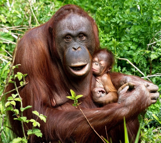  Madre y bebé Orangután 