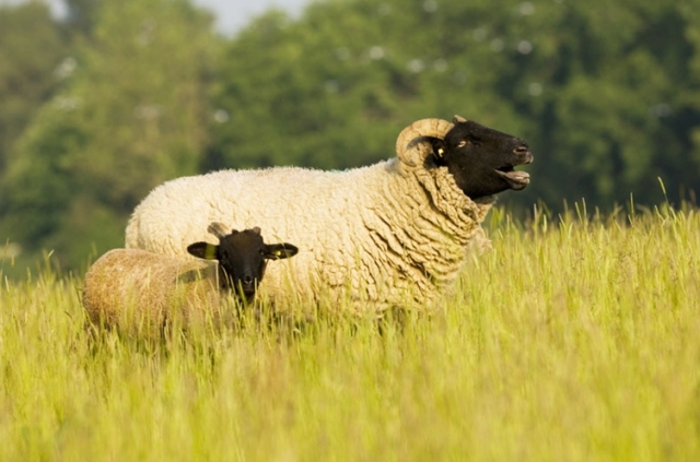  Norfolk Horn Ewe and Lamb 