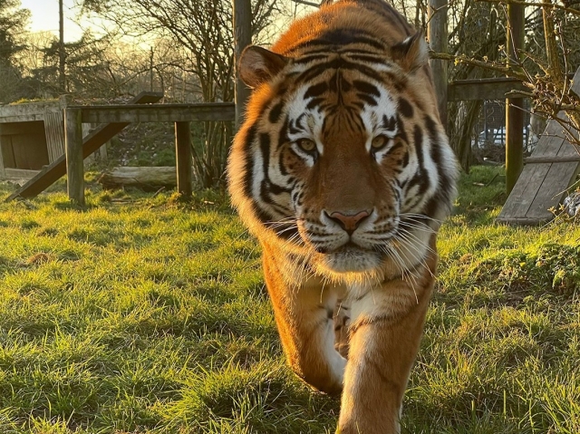  Tigres de Amur en peligro de extinción