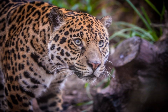  Jaguar