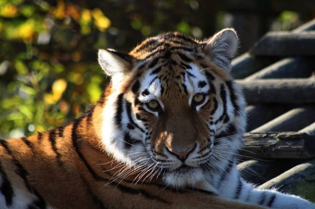  Tigre 