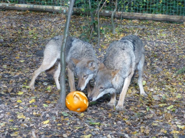  Lobos 