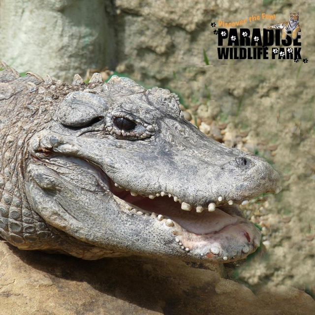  Cocodrilo 