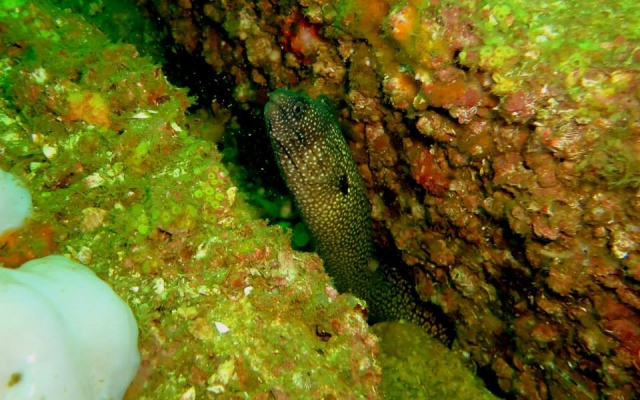  An Eel 