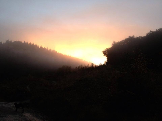  El hermoso bosque de Dean 