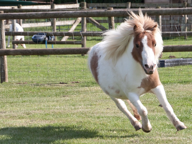  Caballos en miniatura