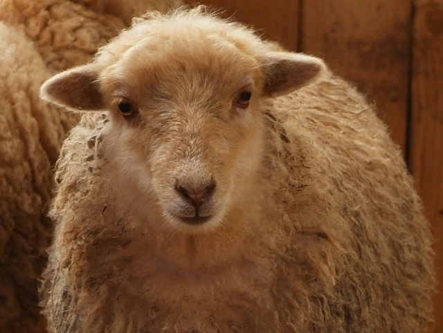  Ouessant sheep 