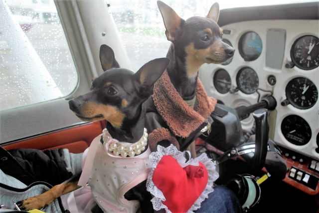  ¡Un día de San Valentín único para estos dos!