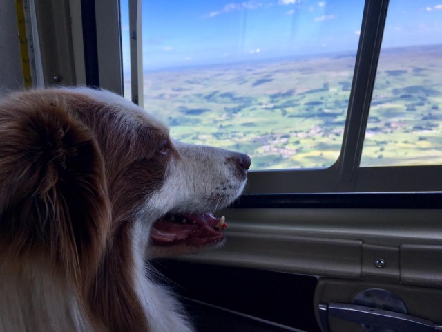  Incluso el perro se lo está pasando chido 
