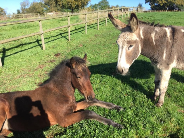  ¡Visile nuestra arena abierta! 