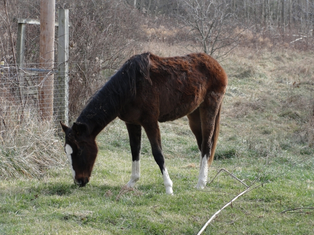  Venga a visitarnos en Gwydyr Stables Riding & Trekking Stables. 