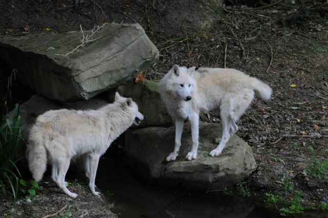  Lobos blancos de la Bahía de Hudson 