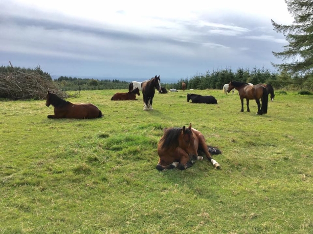  El lugar perfecto para los caballos 