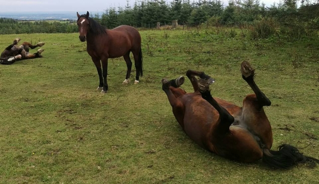  ¡A nuestros caballos les encanta estar aquí! 