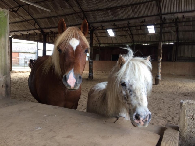  Conozca a todos en Beechwood Riding School 